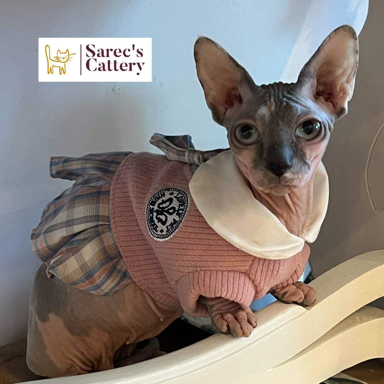 Sphynx female all ears
