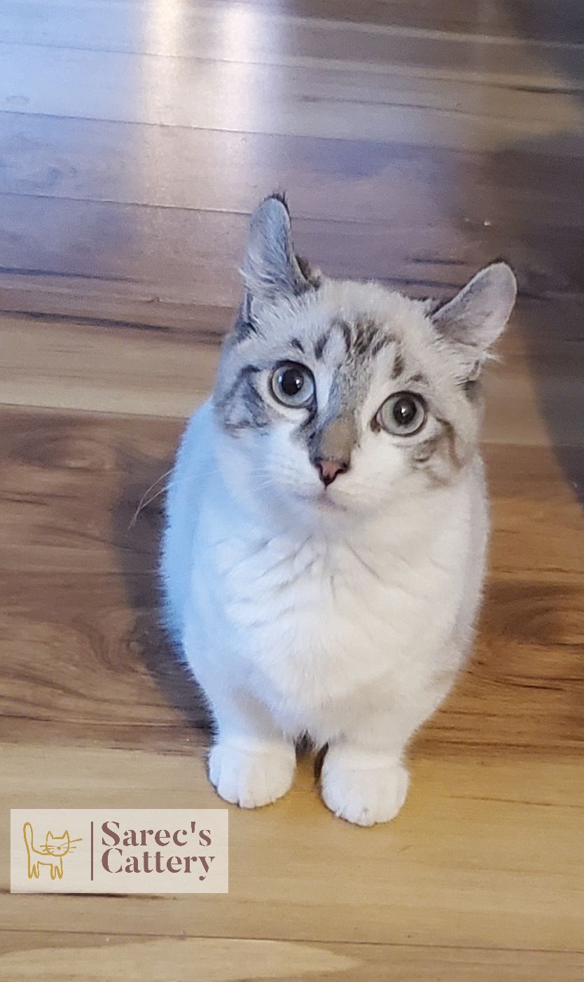 Kinkalow munchkin on wood floor