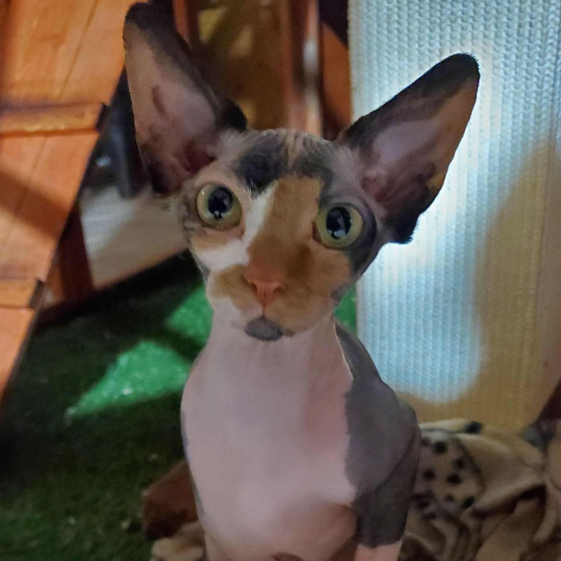 Up close of face calico Sphynx female