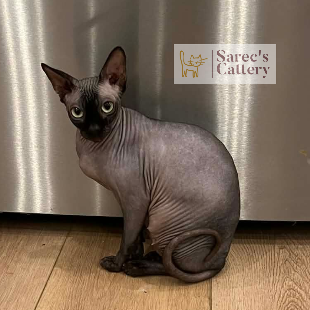 Sphynx female in front of fridge