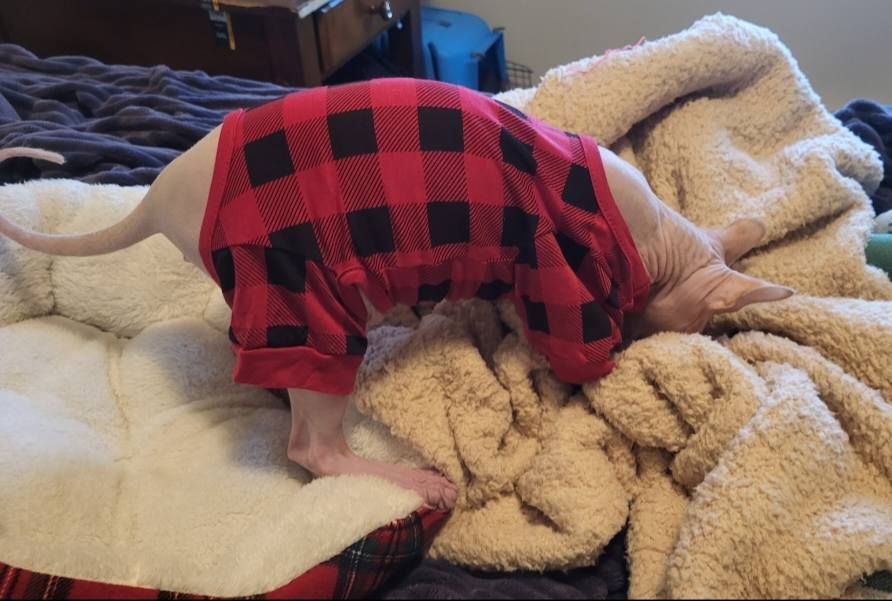 Sphynx kitten in red and black sweater