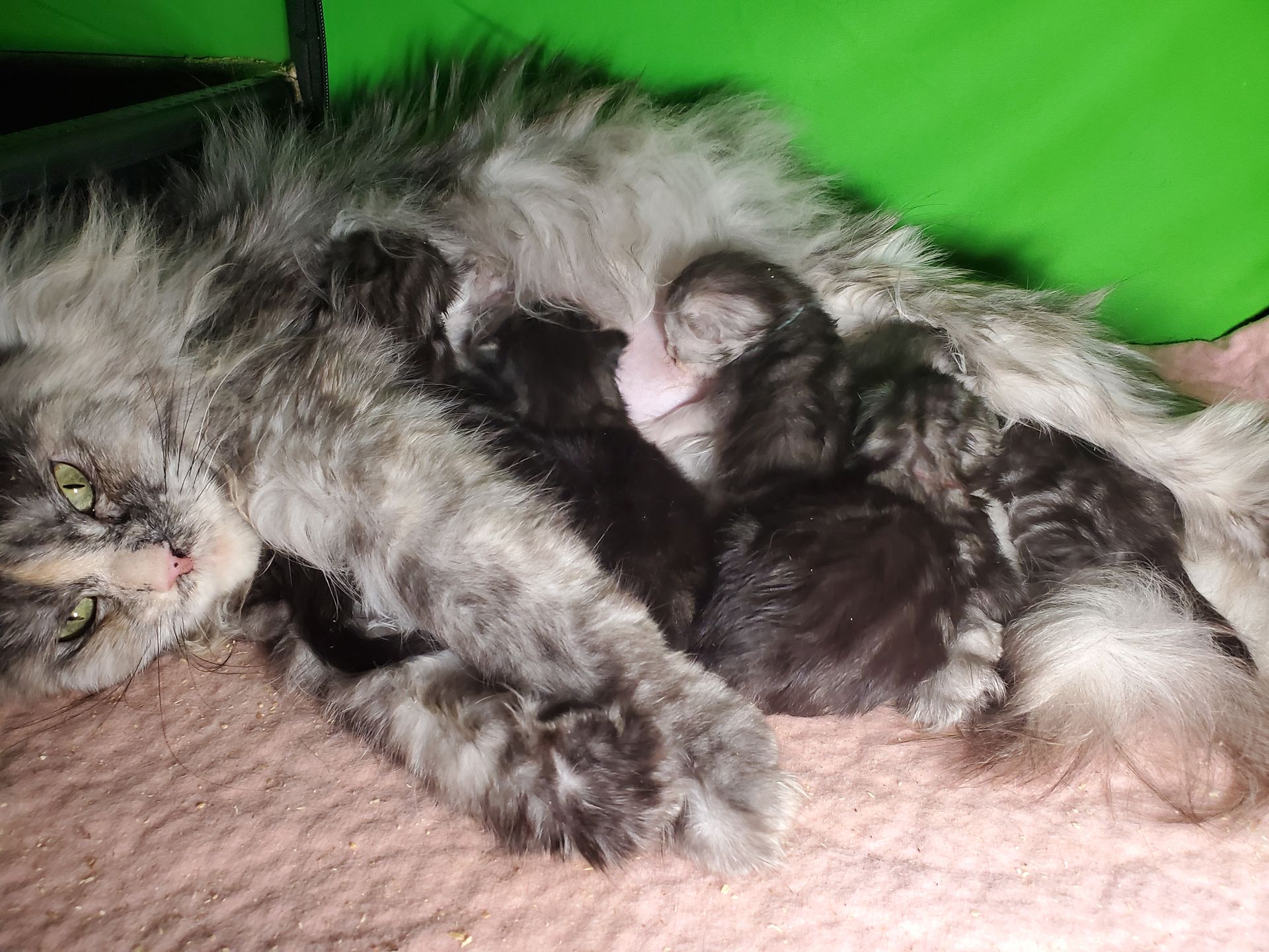 Spooky Sphynx female with her two babies
