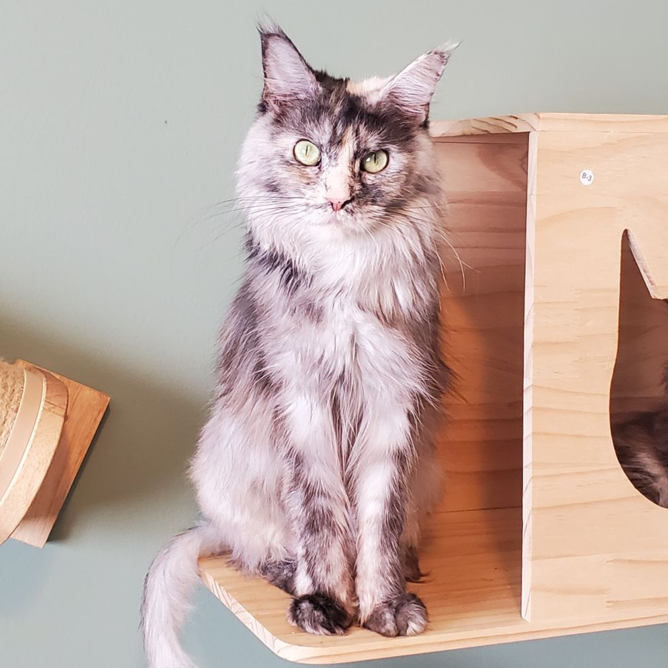 Calico Maine Coon female standing on cat shelf