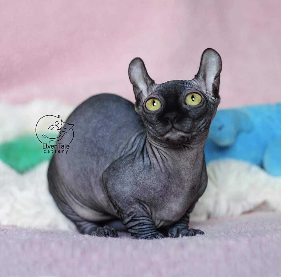 Black Dwelf Bambino female with large green eyes