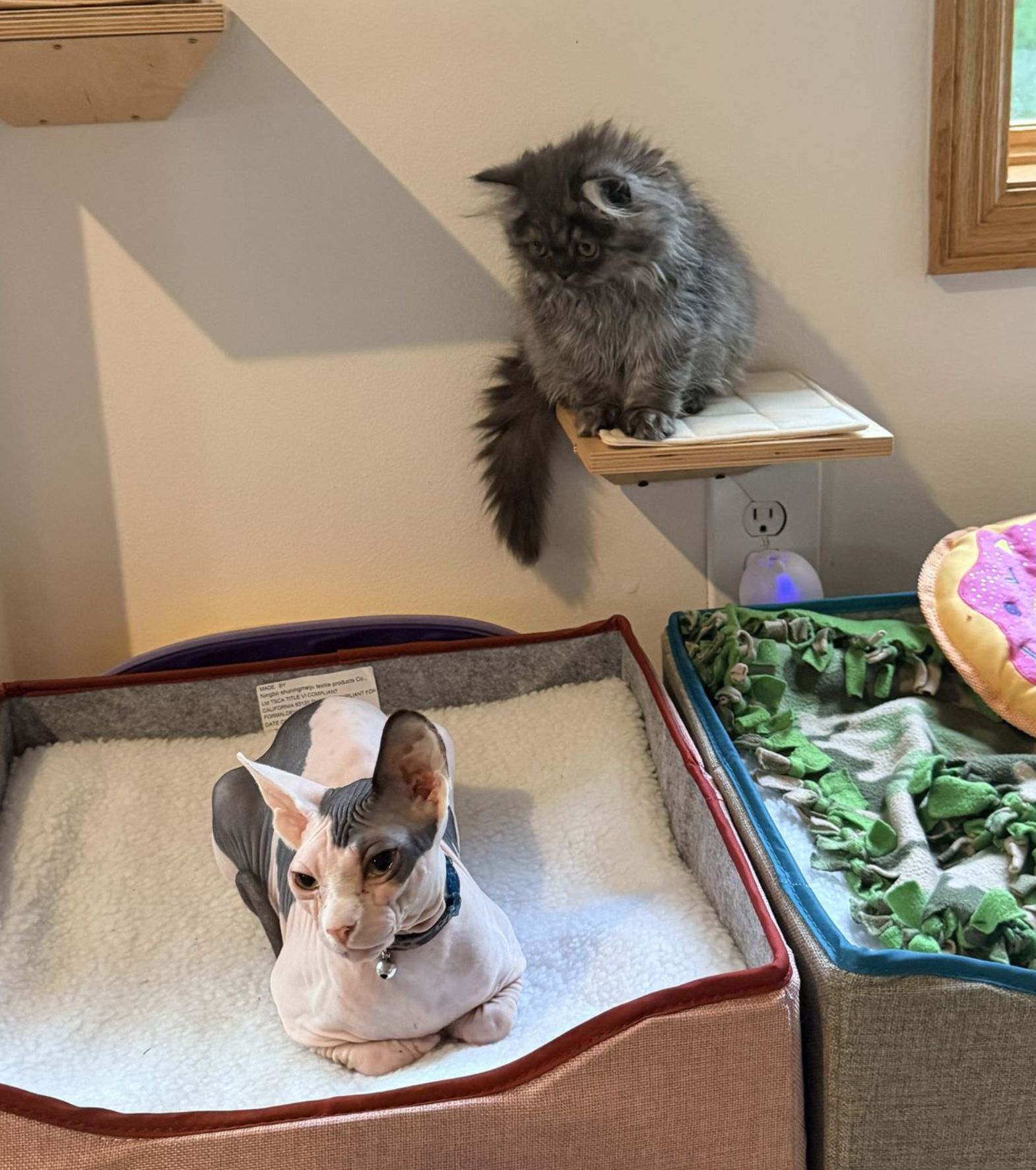 Black Smoke Persian and Bi-color Sphynx kittens