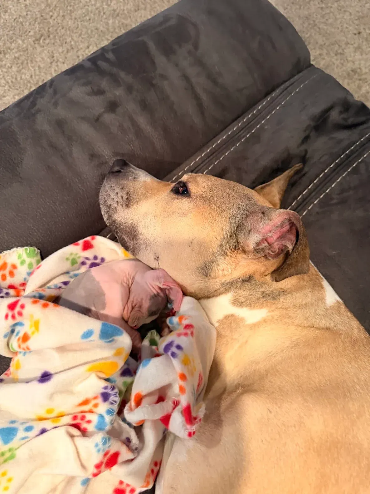 Two Sphynx snuggling together