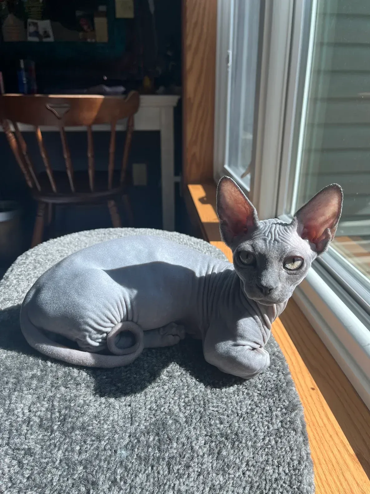 Two Sphynx snuggling together