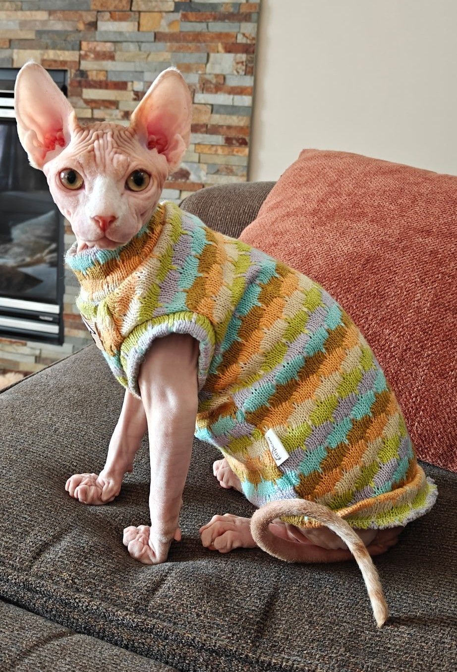 Pink Sphynx in sweater