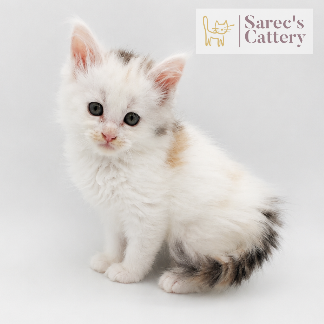 Calico female Maine Coon kitten named Enya
