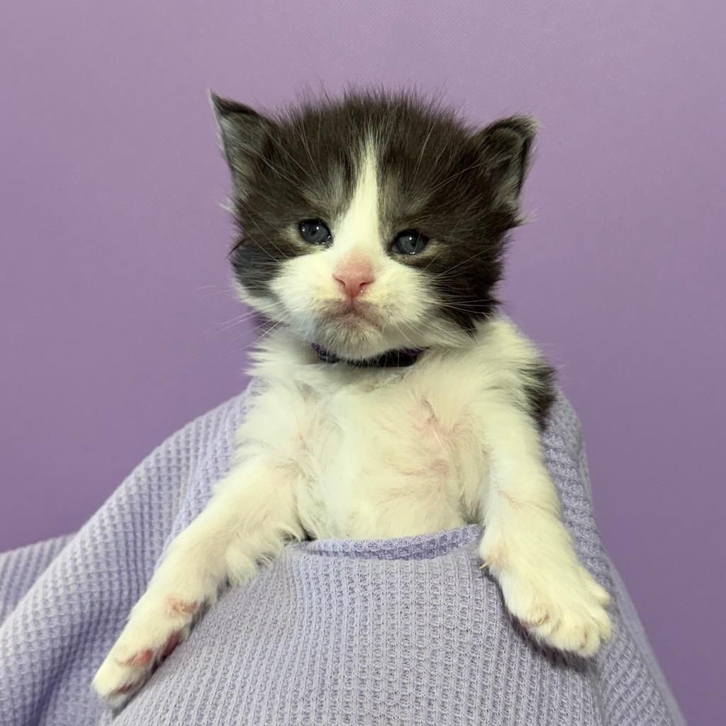 black smore with white female Maine Coon kitten