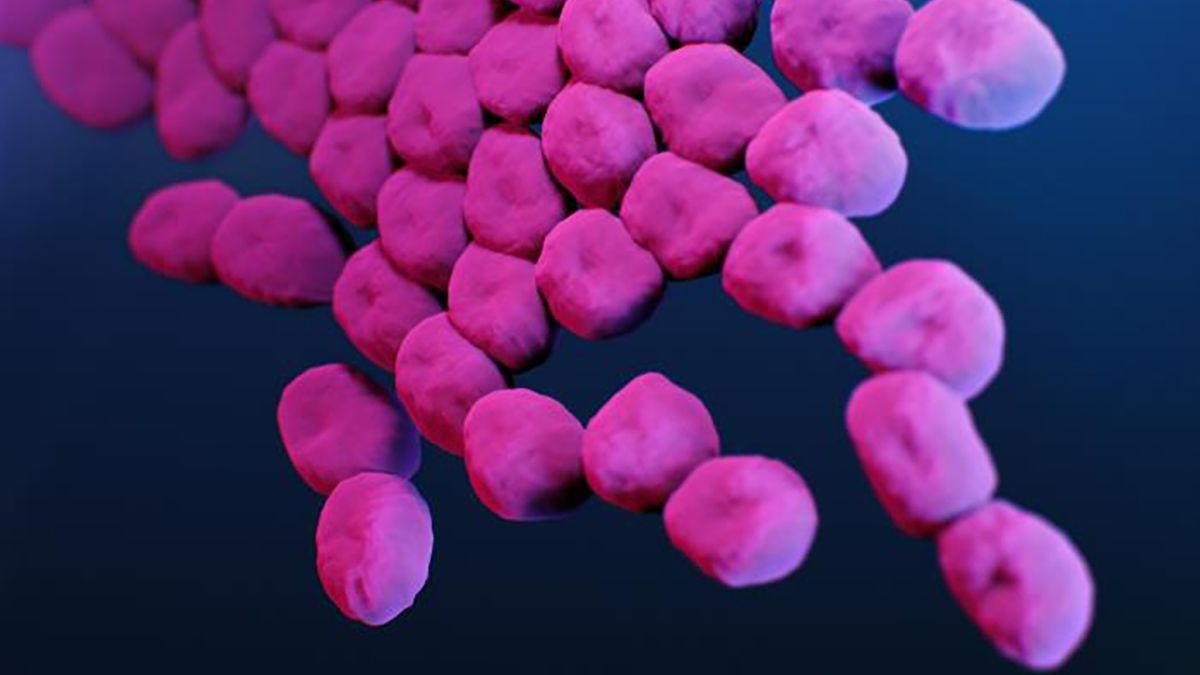 Acinetobacter Acinetobacter