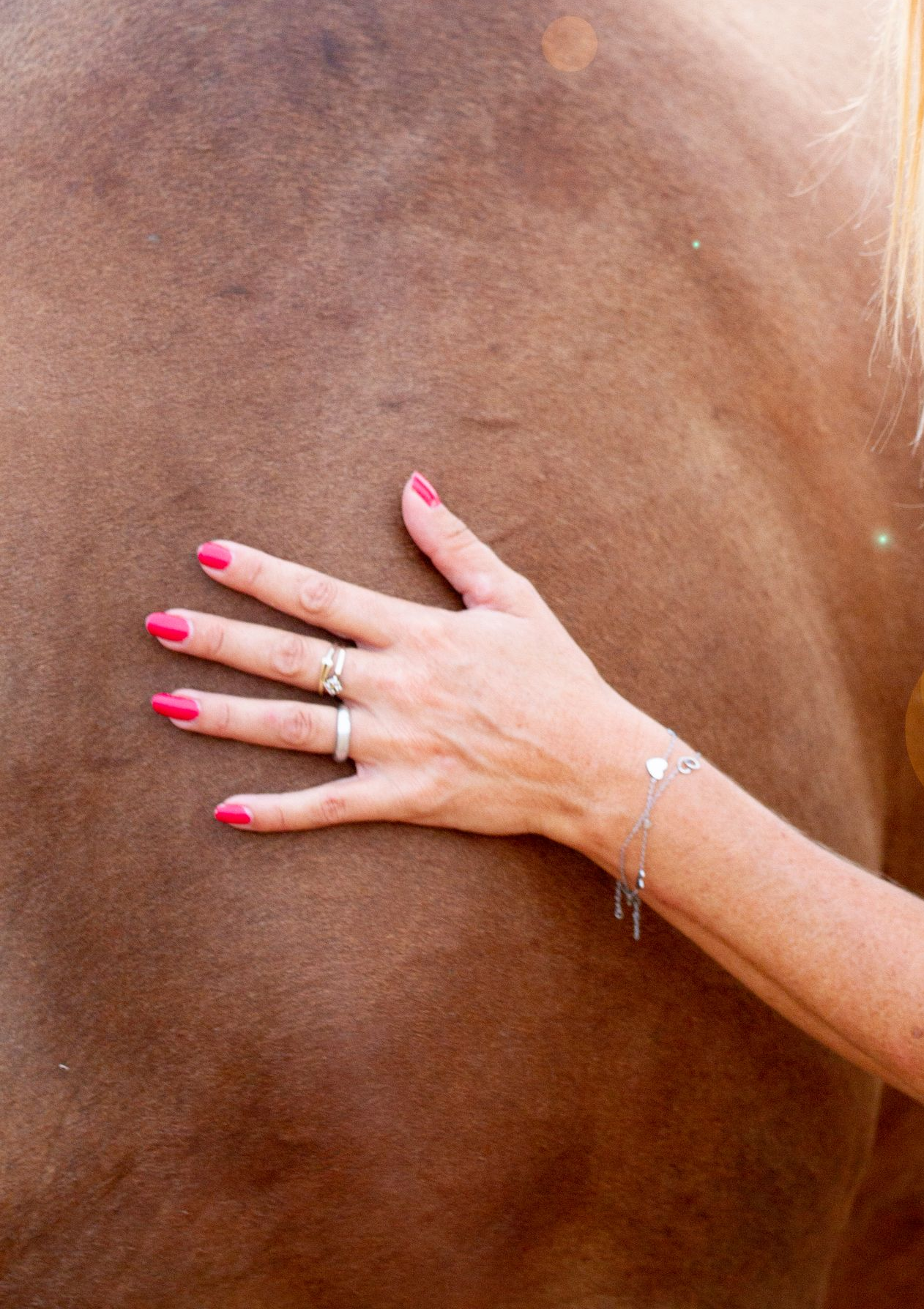 Kennismaking met paardencoaching