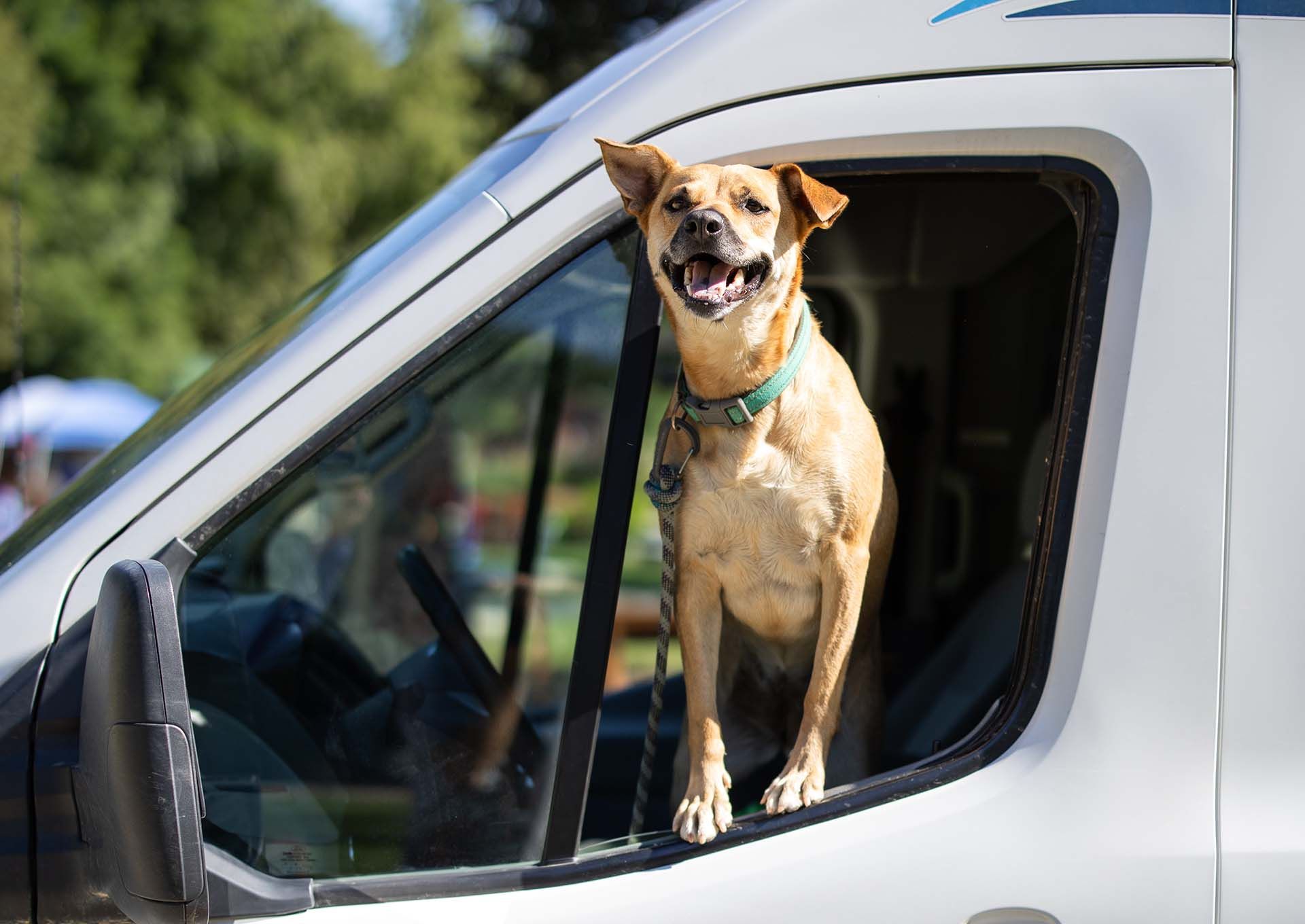 Dog Sticking Its Head out the Window of A Van