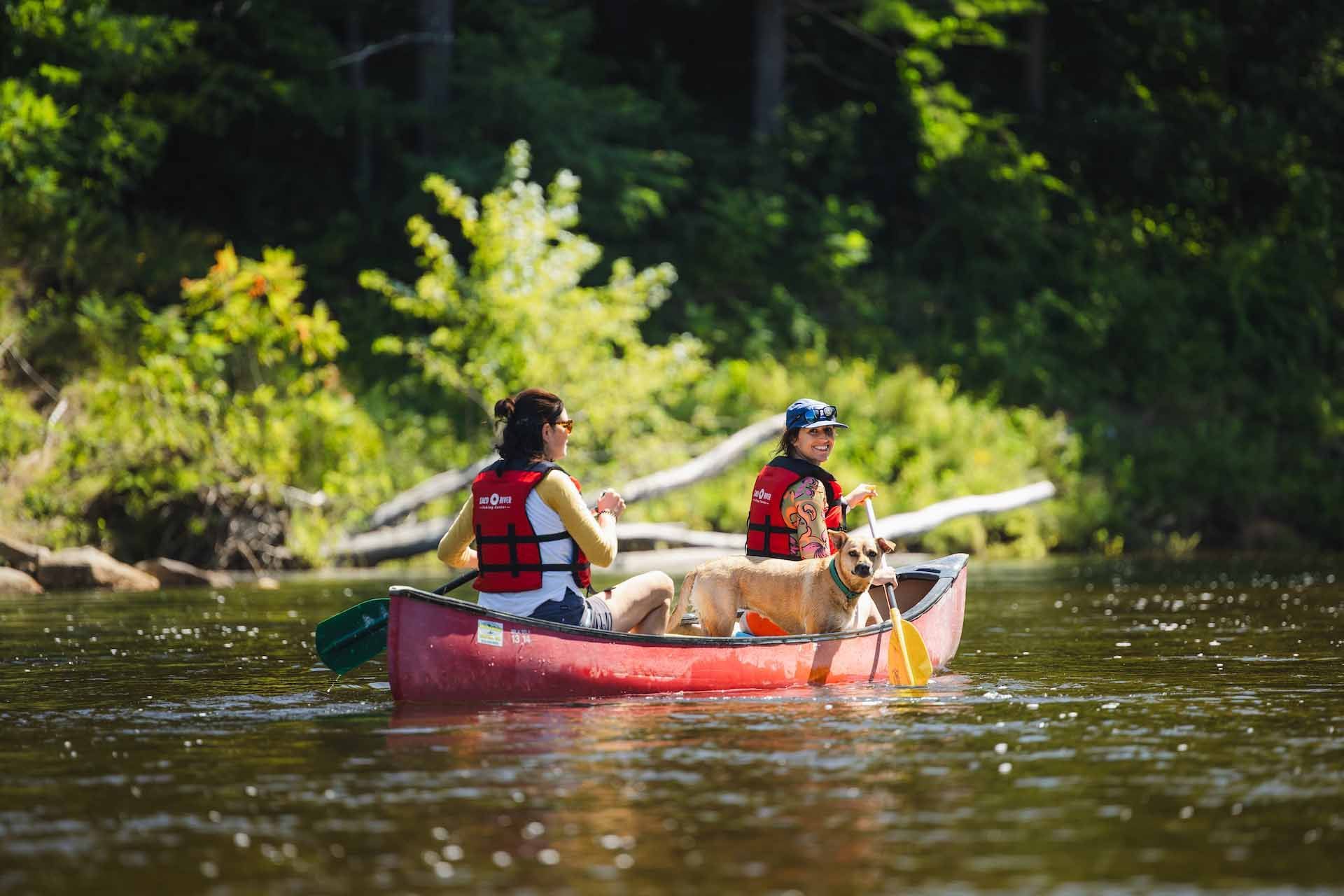 Two People with A Dog Rowing Canoe on A River.