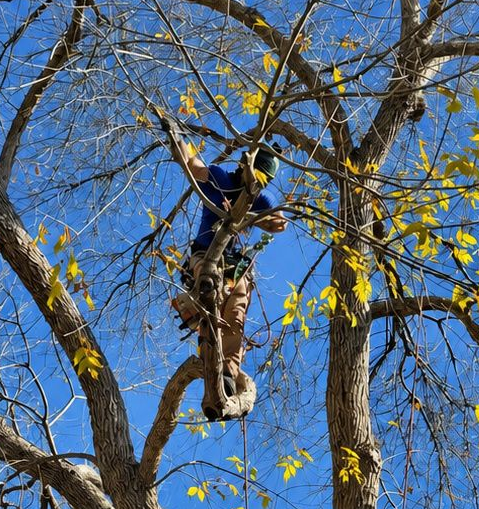 Worker in a tree using a rope harness and chainsaw, surrounded by bare branches and yellow autumn leaves.