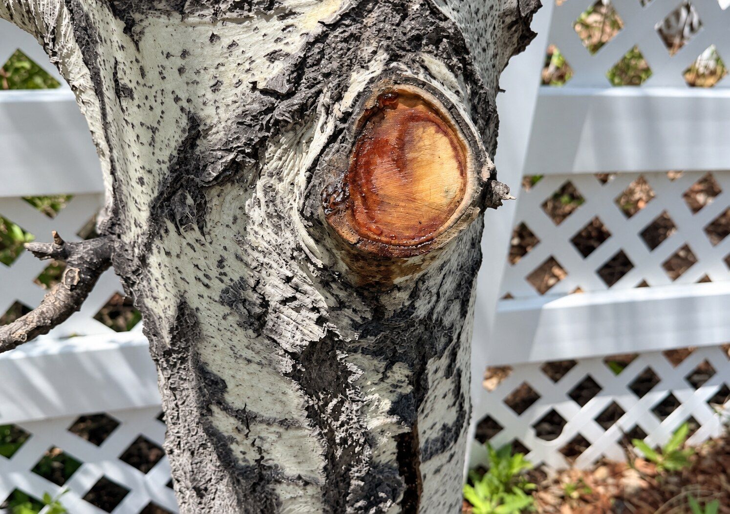 Close-up of a tree trunk with a freshly cut branch stub beside a white lattice fence.