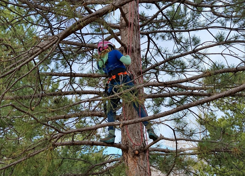 Person in a blue jacket and helmet climbs a tree among pine branches.