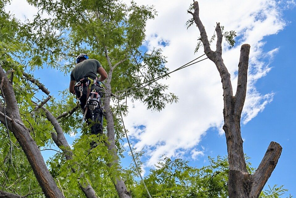 Mountain biker riding a steep trail through green trees under a bright blue sky