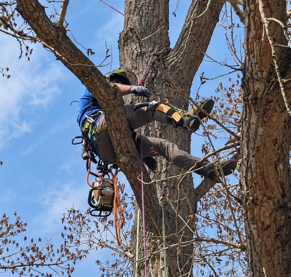 Arborist in a harness trimming a tree high up against a blue sky