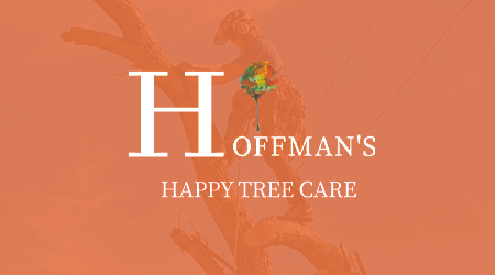 A man is cutting a tree with a chainsaw.