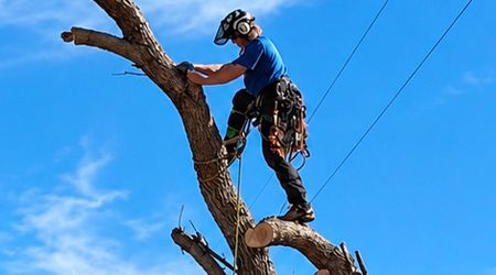 Arborist in safety gear standing on a tree trunk against a bright blue sky