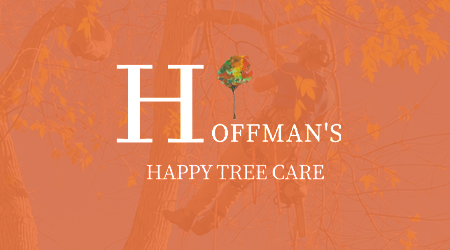 A man is cutting a tree with a chainsaw.