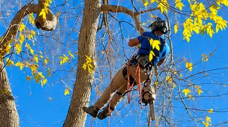 Tree climber in a blue jacket and yellow helmet working among bare branches against a bright blue sky
