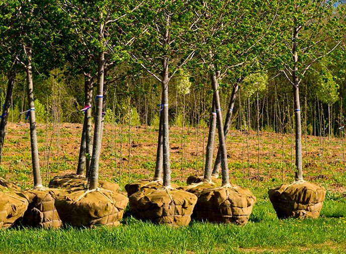 Young trees lined up in a field with protective burlap-wrapped root balls and green grass foreground