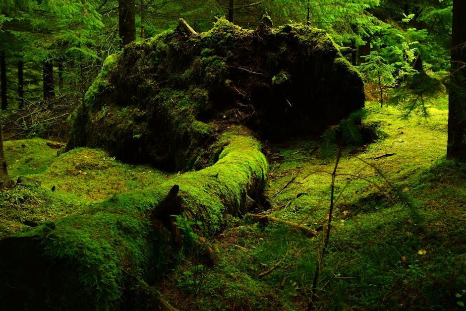 Moss covered timber in the forest
