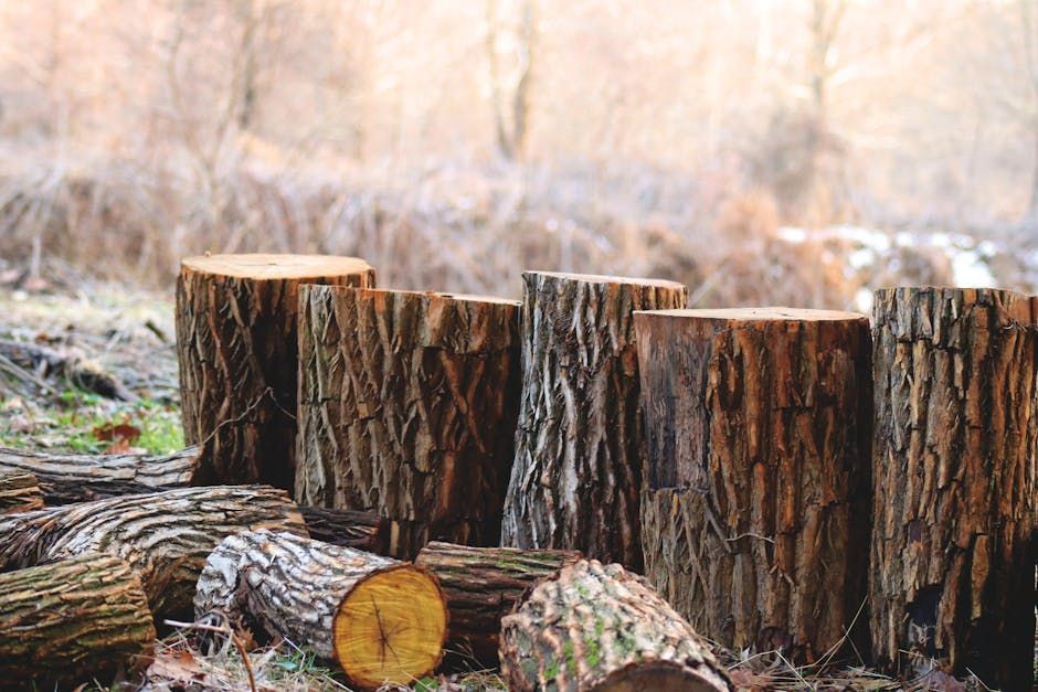 Cut tree trunks in a forest setting. Several upright logs in a row, with others lying on the ground.