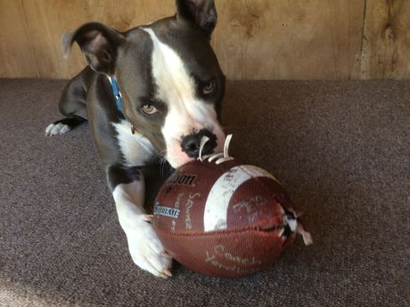 Rocco is Chief Of Product Testing for Smartbump Media Solutions LLC