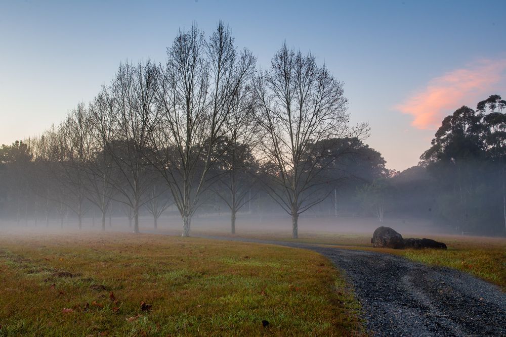 A Dirt Road Going Through a Foggy Field With Trees in the Background — Able Building And Pest Inspections In Bellingen, NSW