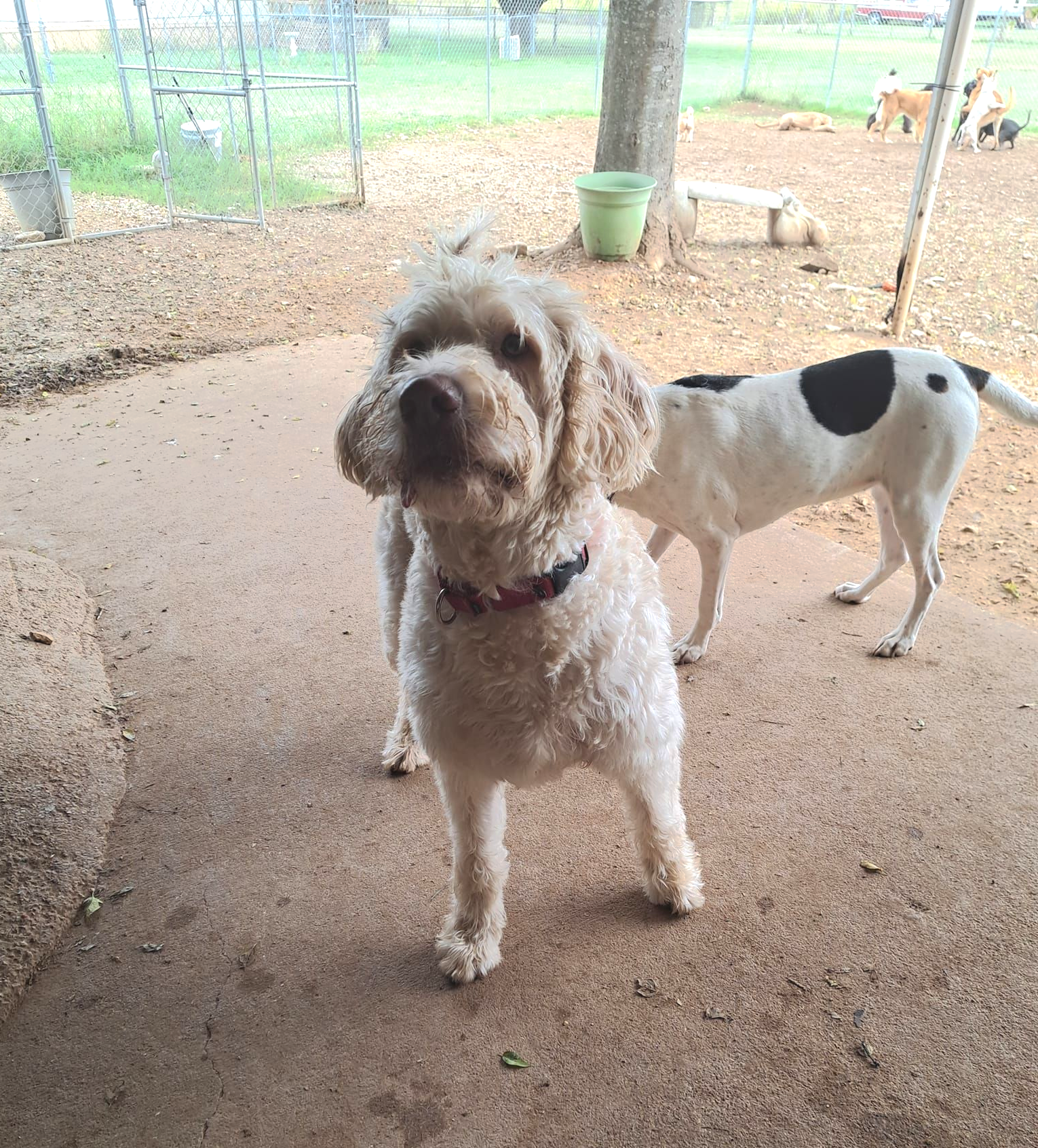 A light-colored, curly-haired dog stands in the foreground, with a white dog with black spots behind it in a yard.