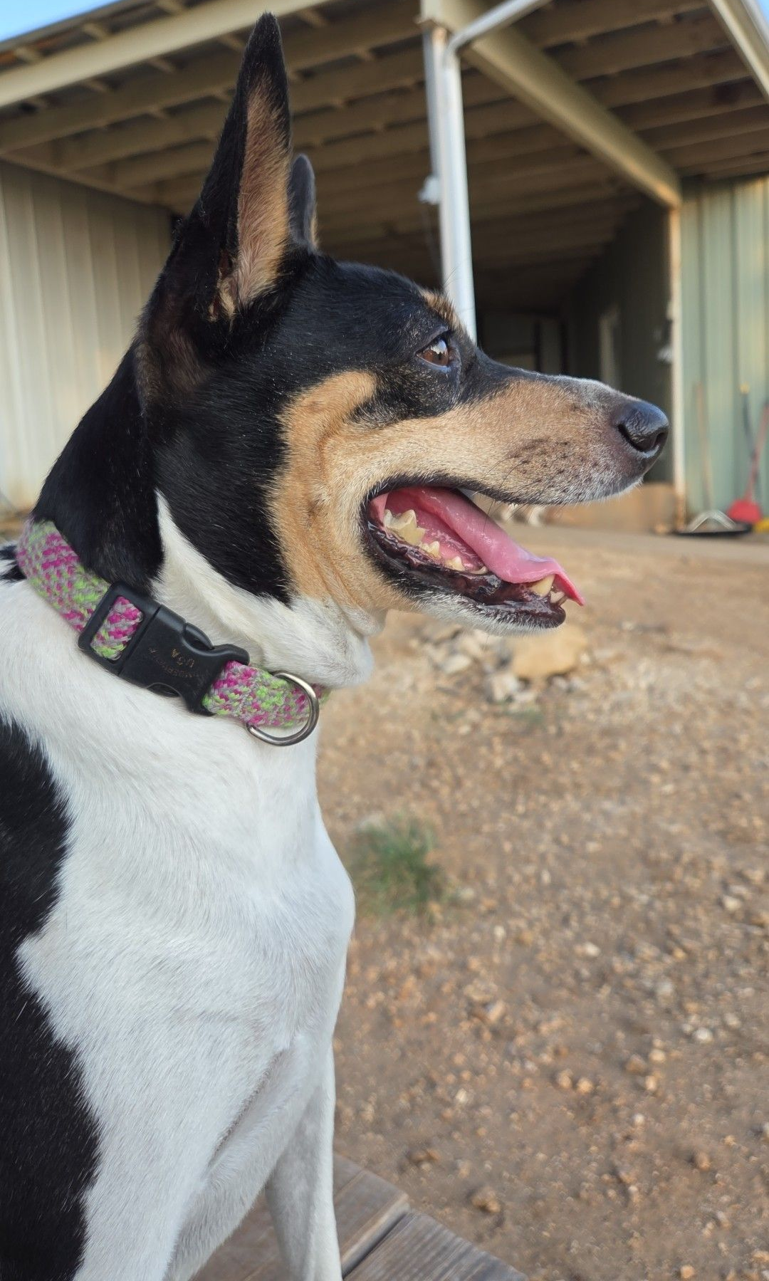 A profile view of a black, white, and tan dog with pointed ears and a patterned collar standing outdoors with mouth open.