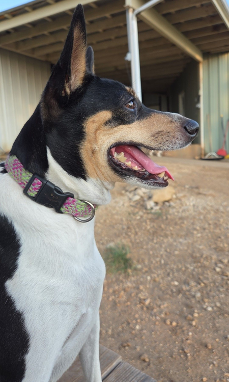 Small black, white, and tan dog panting in profile, wearing a patterned collar under a wooden shelter.