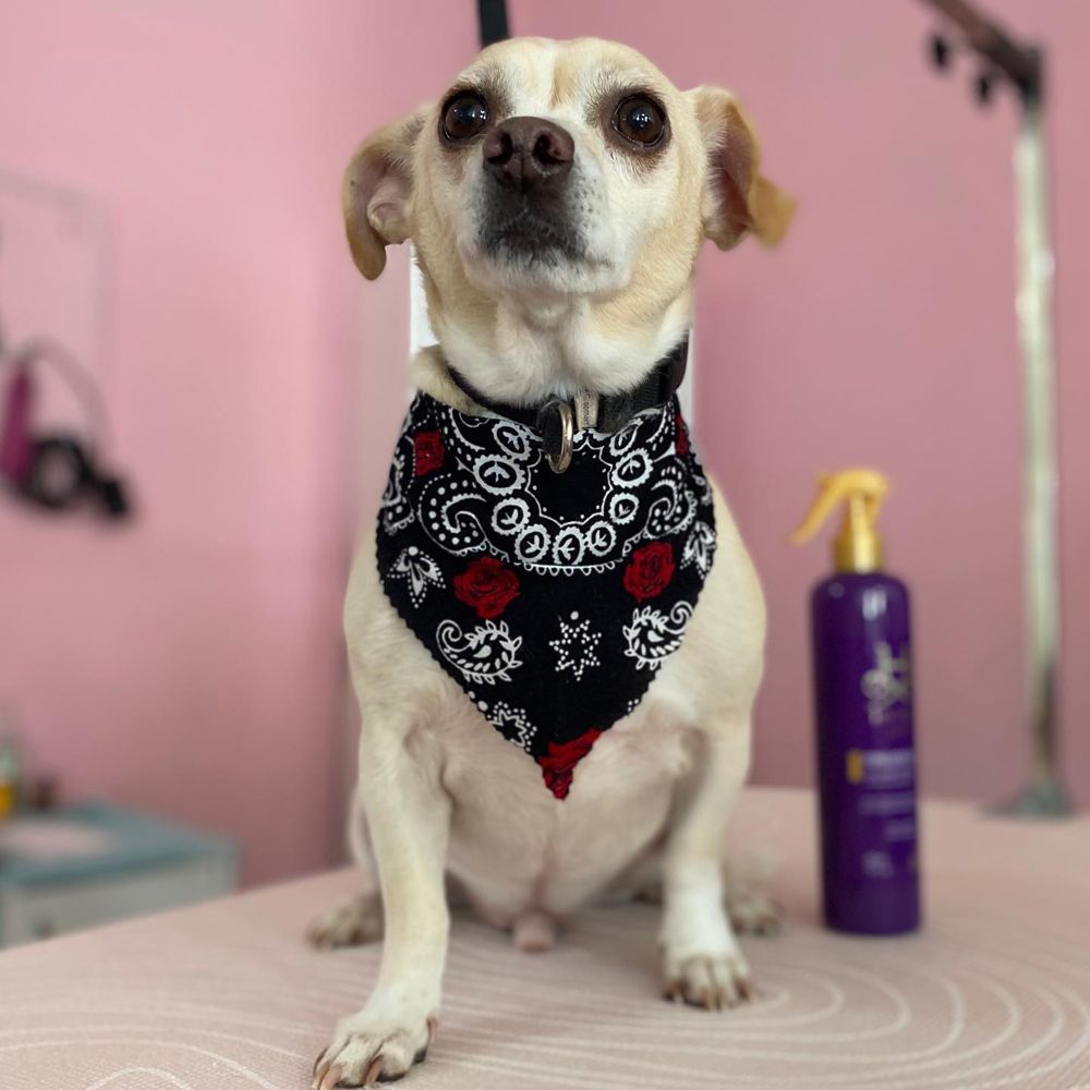 A small, light-colored dog with a black and red patterned bandana sits on a table next to a bottle of grooming spray.