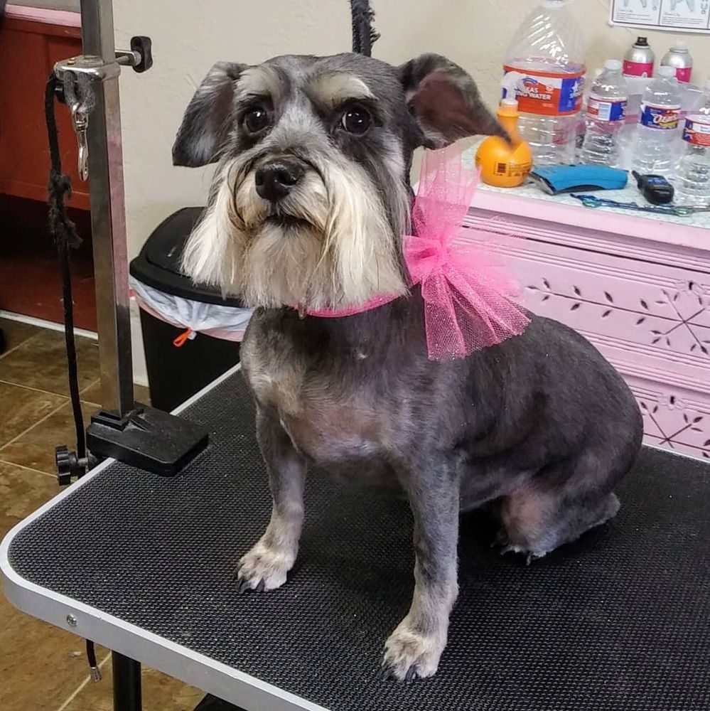 A grey and white schnauzer with a pink bow sits on a black grooming table in a salon.