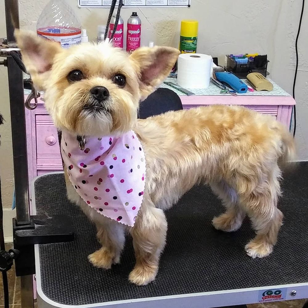 A small, light-brown dog with upright ears and a pink polka-dot bandana stands on a grooming table.