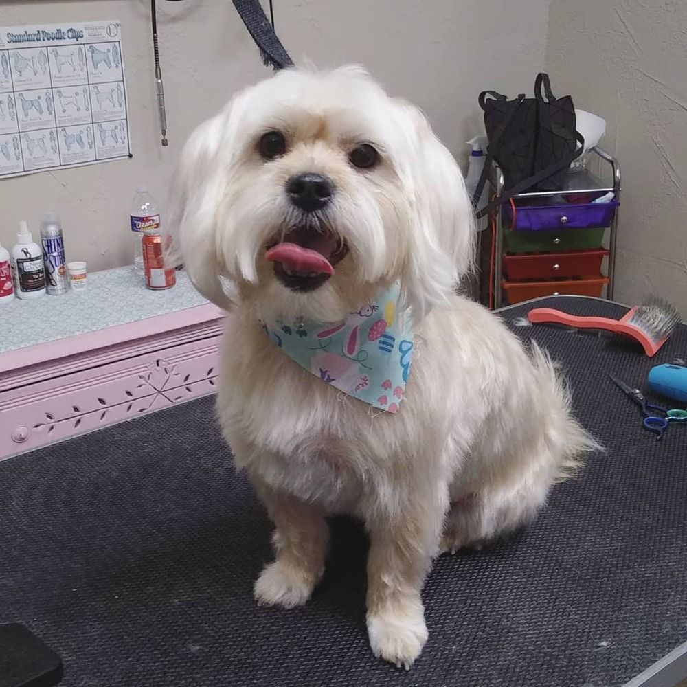 A light-colored dog with a patterned blue bandana sits on a grooming table, tongue out, in a pet salon.