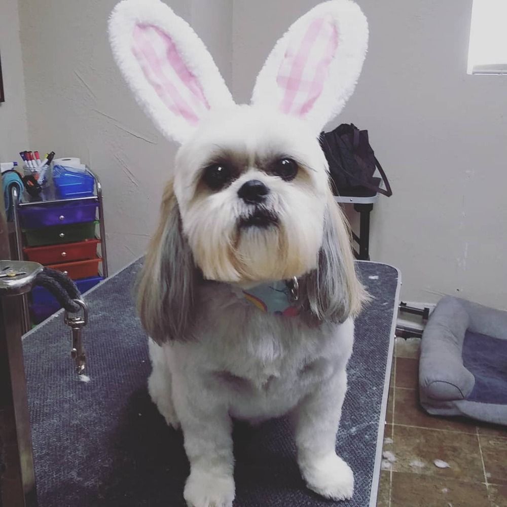 A Shih Tzu with a professional haircut wearing fluffy, pink-lined white rabbit ears, sitting on a grooming table.