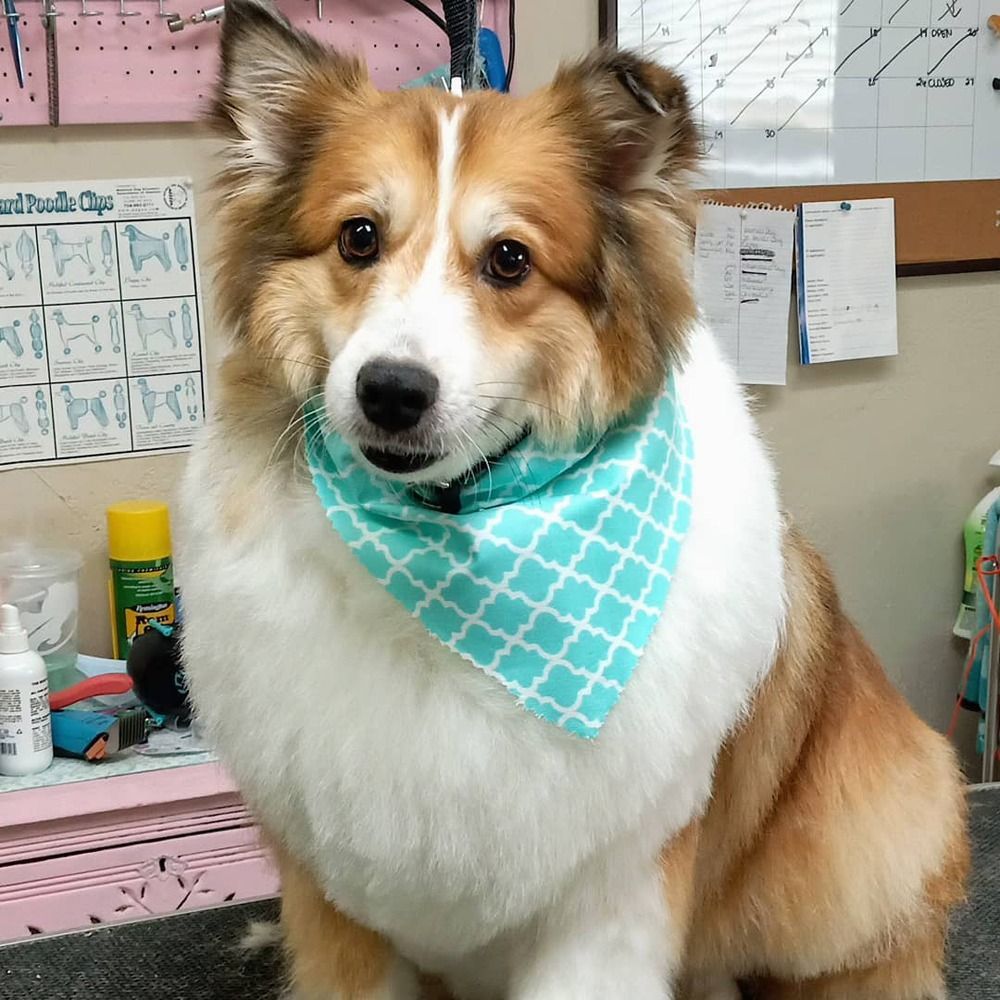 A fluffy Shetland Sheepdog wearing a teal and white geometric patterned bandana, sitting in a grooming shop.