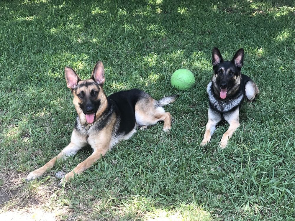 Two German Shepherd dogs resting on grass, with one dog sitting next to a light green ball.