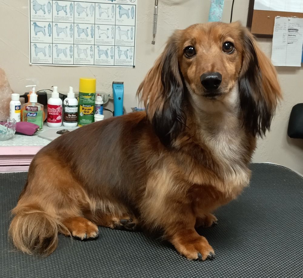 A long-haired, reddish-brown dachshund sits on a grooming table in front of various bottles and supplies.