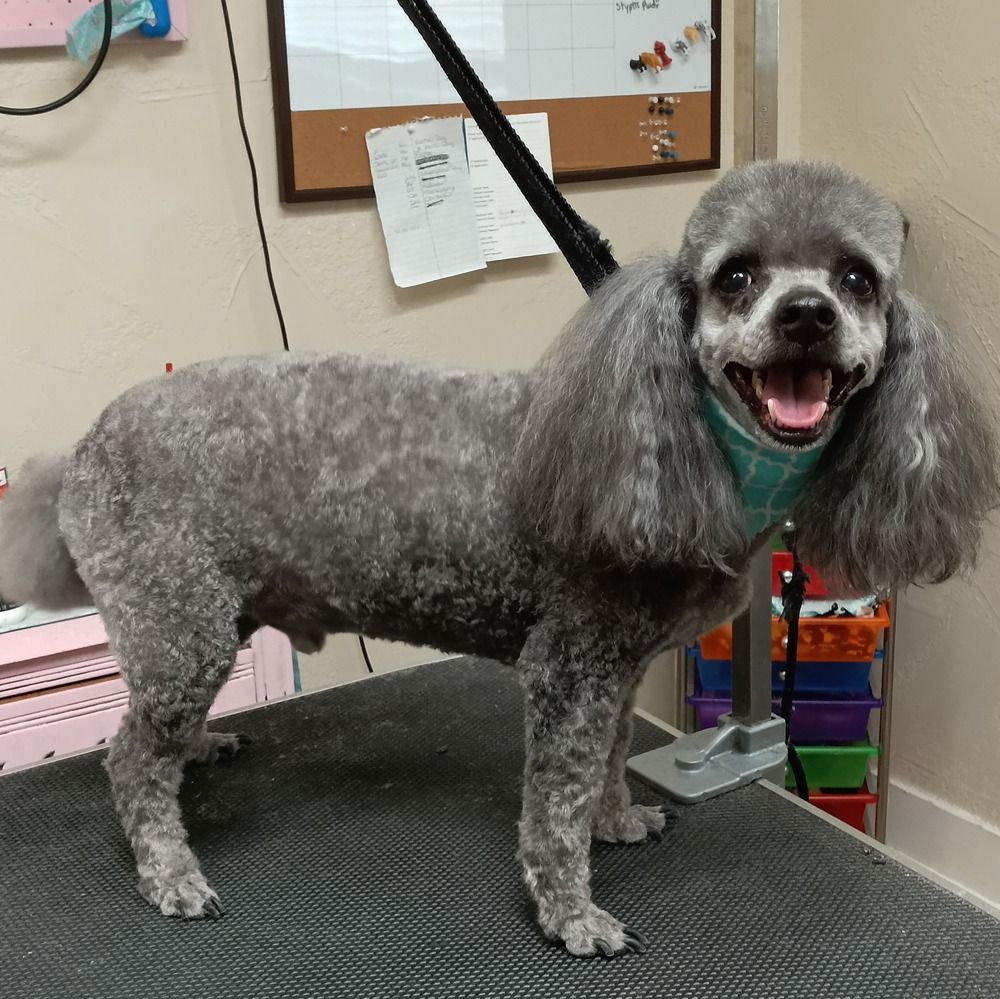 A grey poodle with a short, clipped coat and long, floppy ears stands on a grooming table, wearing a teal bandana.