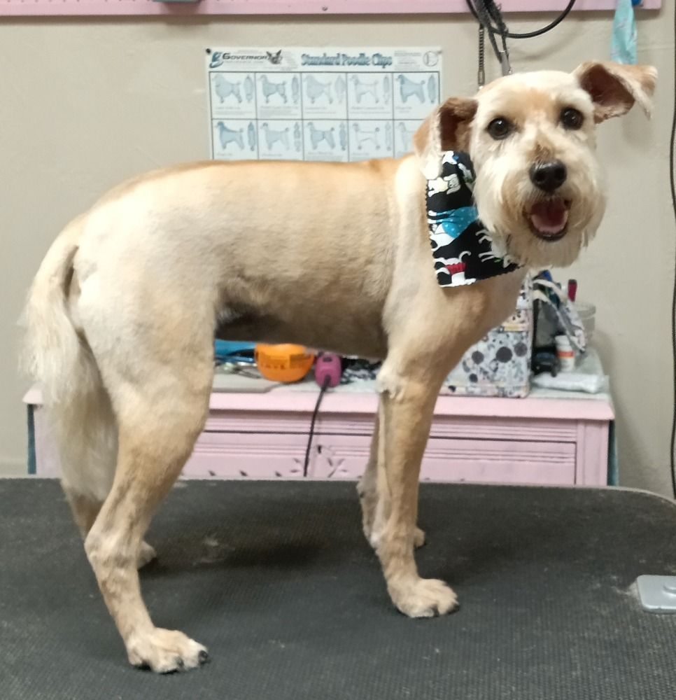 A light-colored dog with a short trim and a patterned blue and black bandana stands on a grooming table.