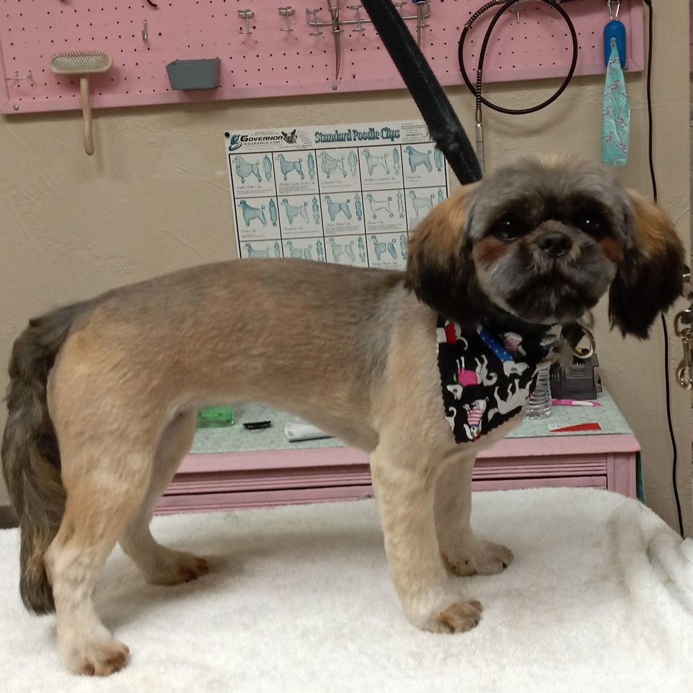 A small, groomed dog with tan and gray fur wears a black patterned bandana while standing on a table in a grooming salon.