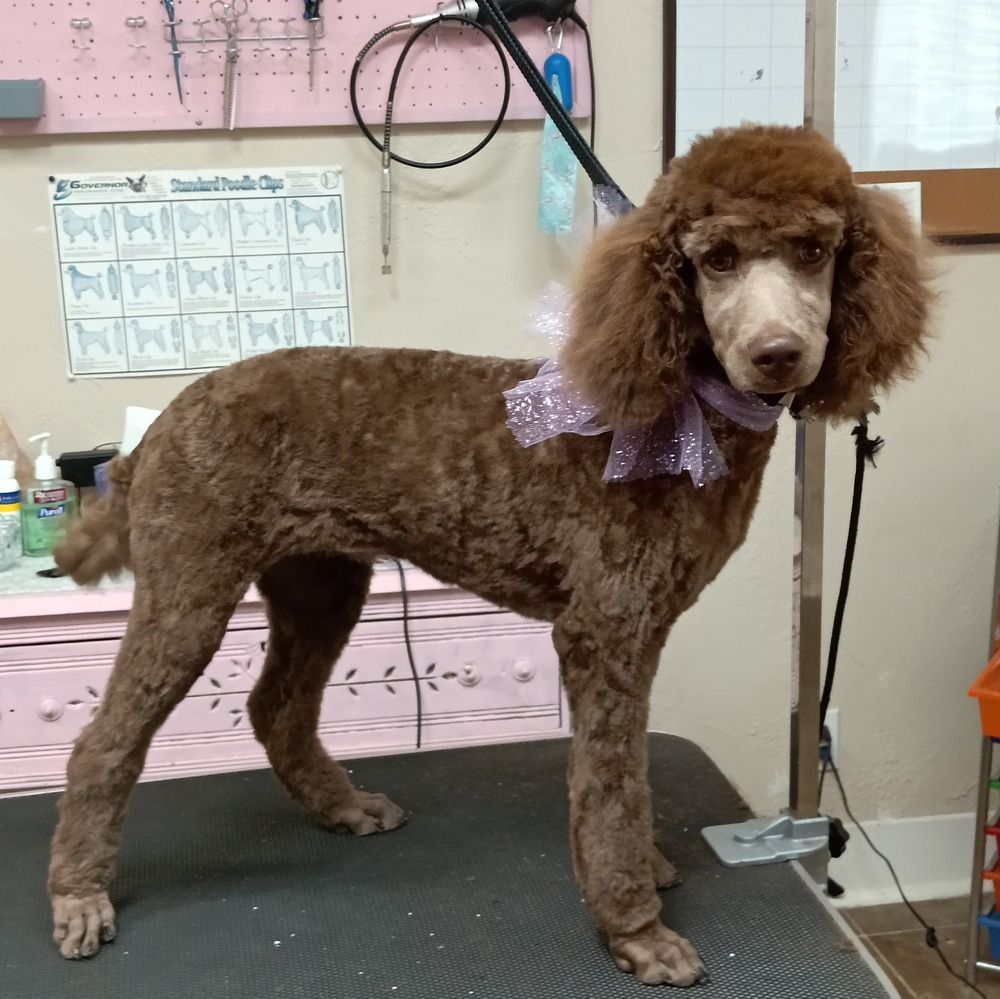 A brown poodle with a fluffy head stands on a grooming table, wearing a sparkly purple bow around its neck.