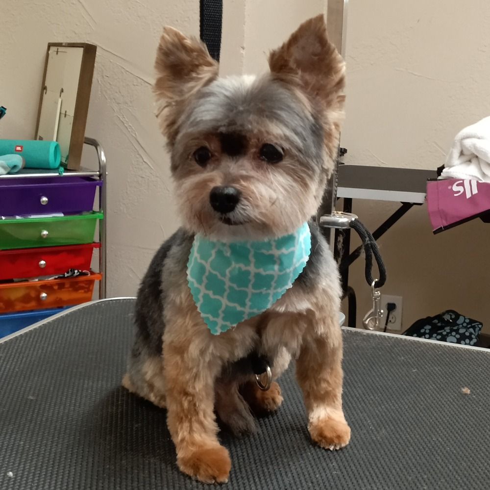 A small Yorkshire Terrier with a teal patterned bandana sits on a grooming table in a salon.