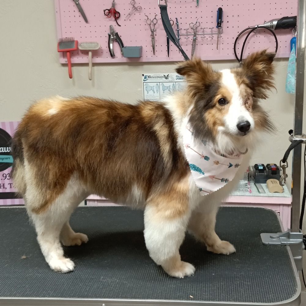 A groomed, brown and white Shetland Sheepdog with a patterned bandana stands on a grooming table in a salon.
