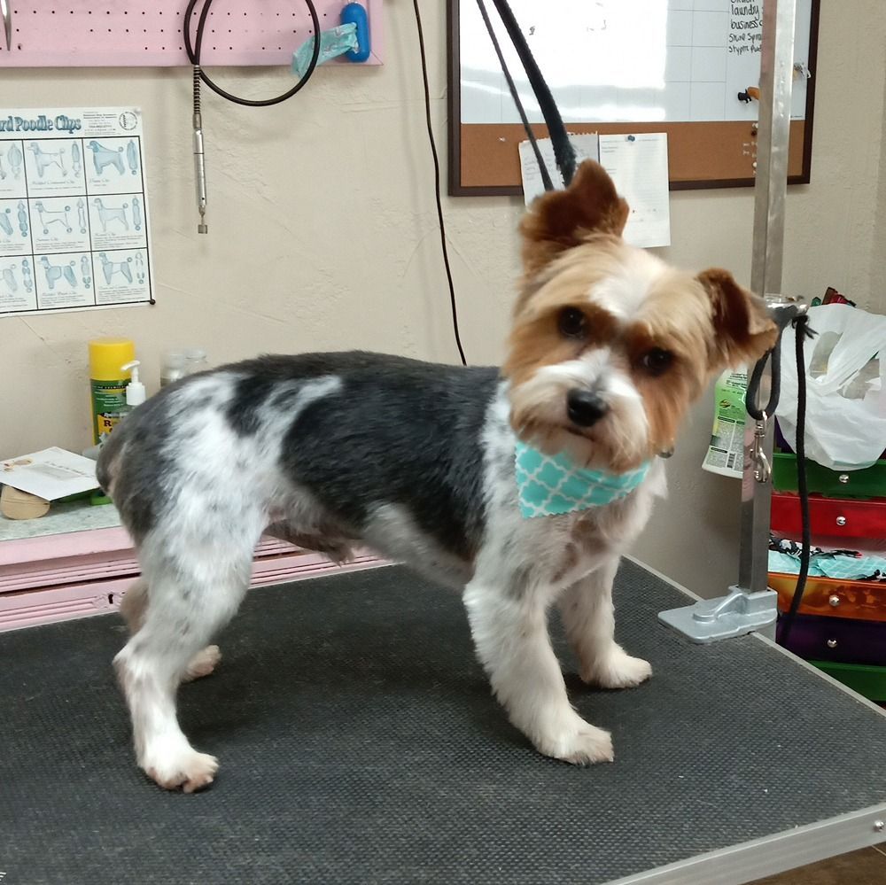 A small dog with black, white, and tan fur wearing a teal bandana stands on a grooming table in a salon.